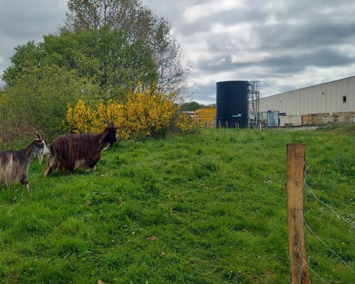 eco-paturage-rennes-kp1