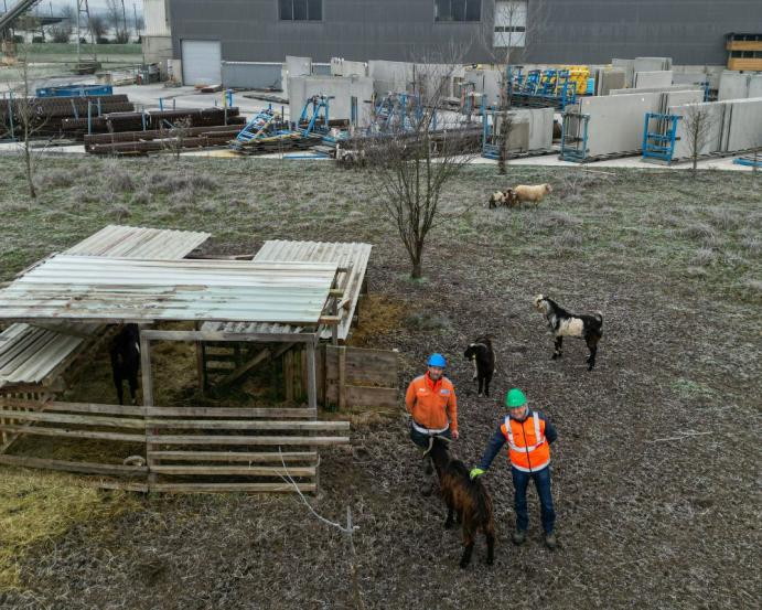 eco-paturage-graulhet-kp1