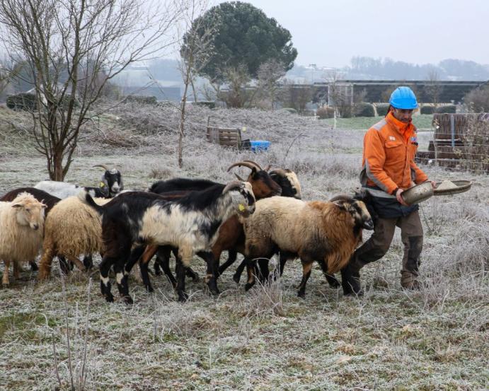 eco-paturage-graulhet-kp1