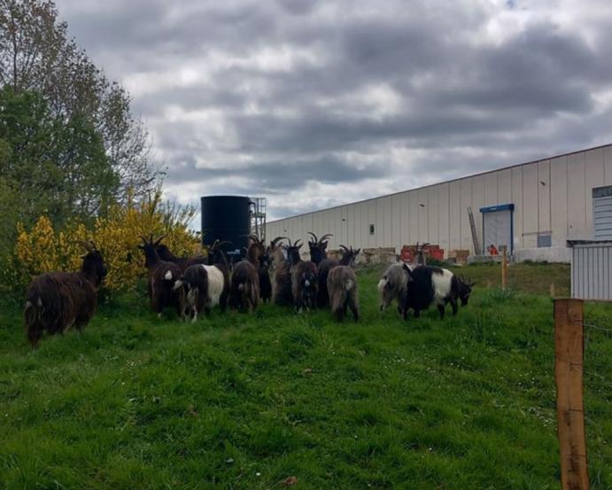 eco-paturage-rennes-kp1